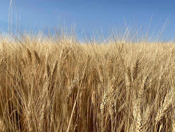 AAC GoldNet Durum