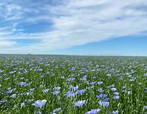 SeedNet special crops. Yellow Flax