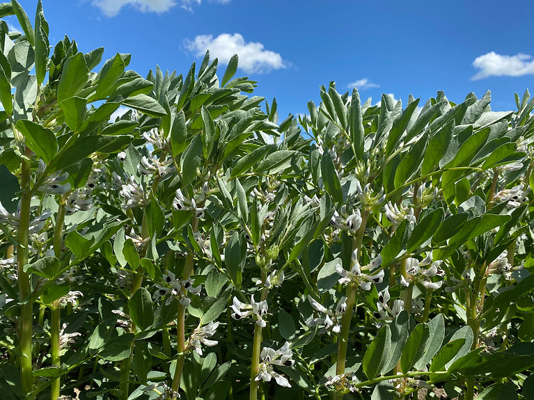 SeedNet pulses. Peas, lentils, faba bean