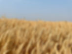 KWS Serafino Hybrid Fall Rye