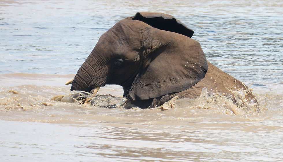 Tanzania - superb safari