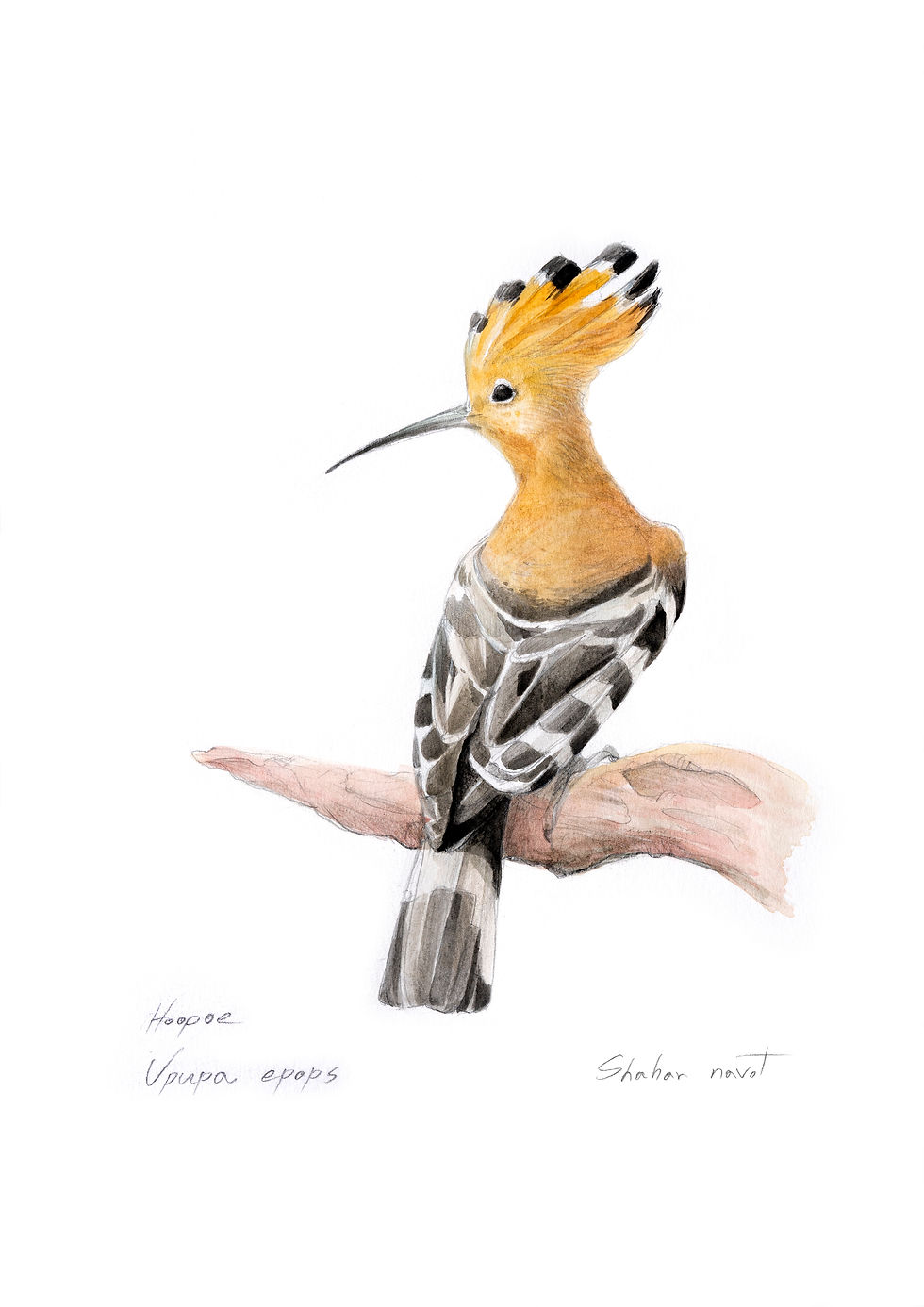 דוכיפת | Hoopoe
