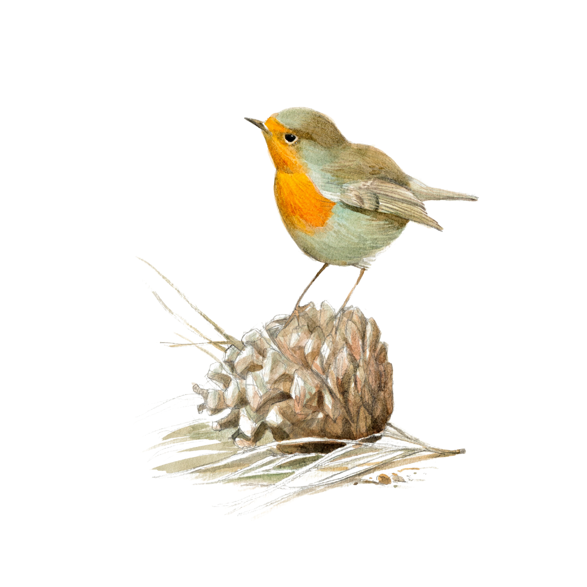 אדום חזה | Europian robin