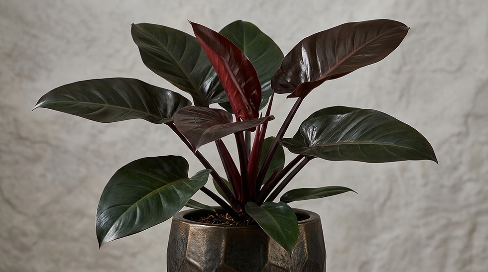 Philodendron ‘Black Cardinal’