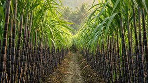 Sugarcane Tissue Culture Production: A Modern Solution for Higher Yield and Disease-Free Sugarcane Farming