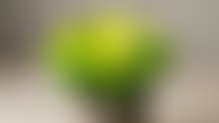 Philodendron Moonlight : When Neon Green Becomes a Design Language for Modern Ornamentals