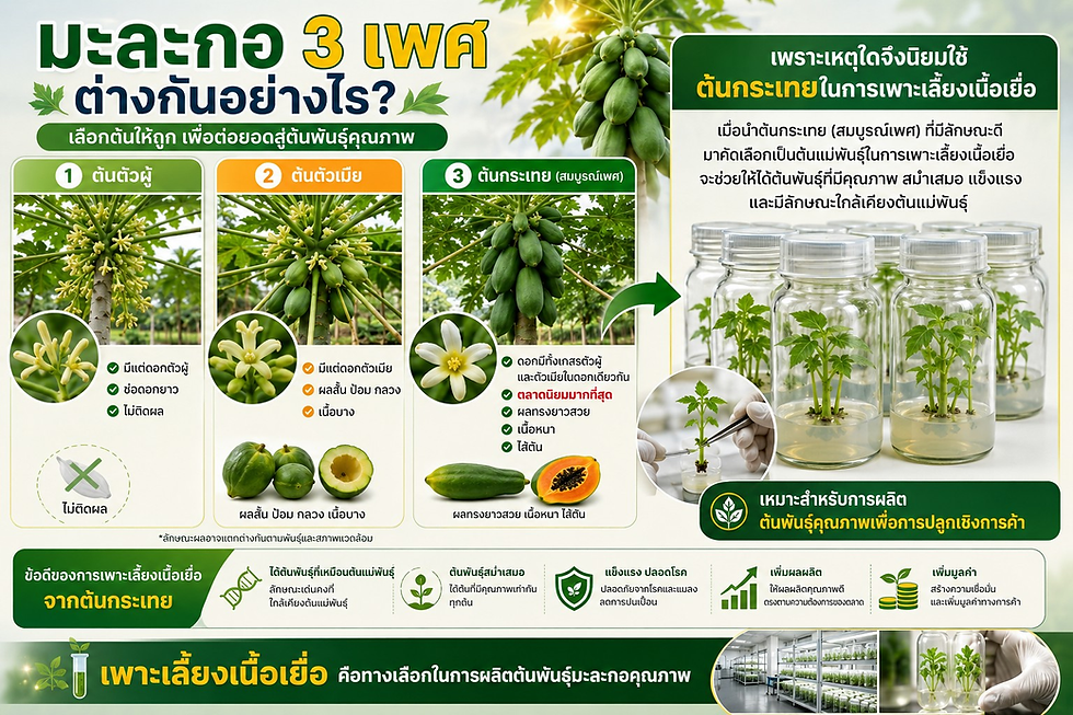 มะละกอ 3 เพศต่างกันอย่างไร? ทำไมต้นกระเทยจึงเหมาะกับการเพาะเลี้ยงเนื้อเยื่อ