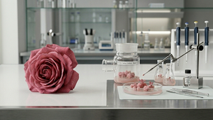Roses in the Lab: When Tissue Culture Takes Floral Extracts Beyond Fragrance