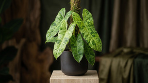 Philodendron ‘Paraiso Verde’: A Quietly Complex Beauty Built on Shades of Green