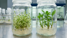 Does Frequent Subculturing Cause Tissue-Cultured Plants to Mutate? Understanding Passage Number and Somaclonal Variation