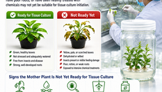 Tissue Culture Does Not Begin in a Bottle: It Begins with a Healthy Mother Plant