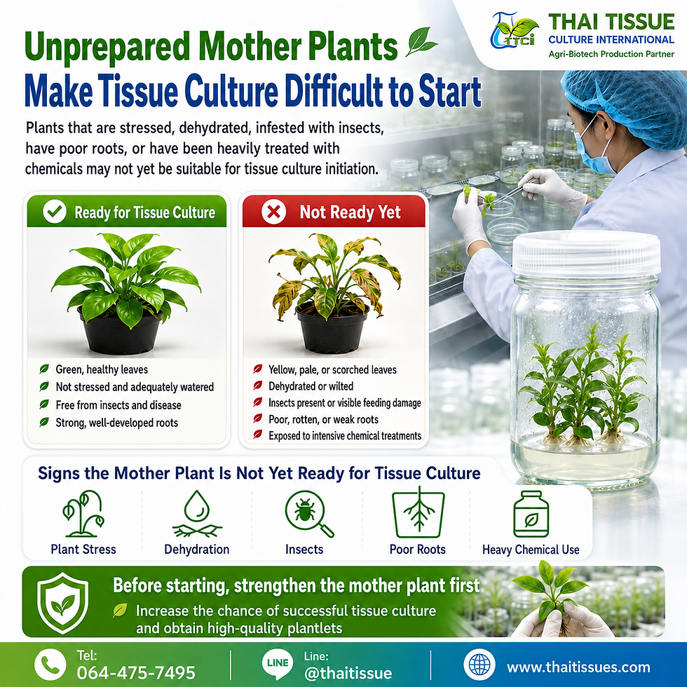 Tissue Culture Does Not Begin in a Bottle: It Begins with a Healthy Mother Plant