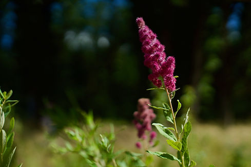 Spirea 2018_3.jpg