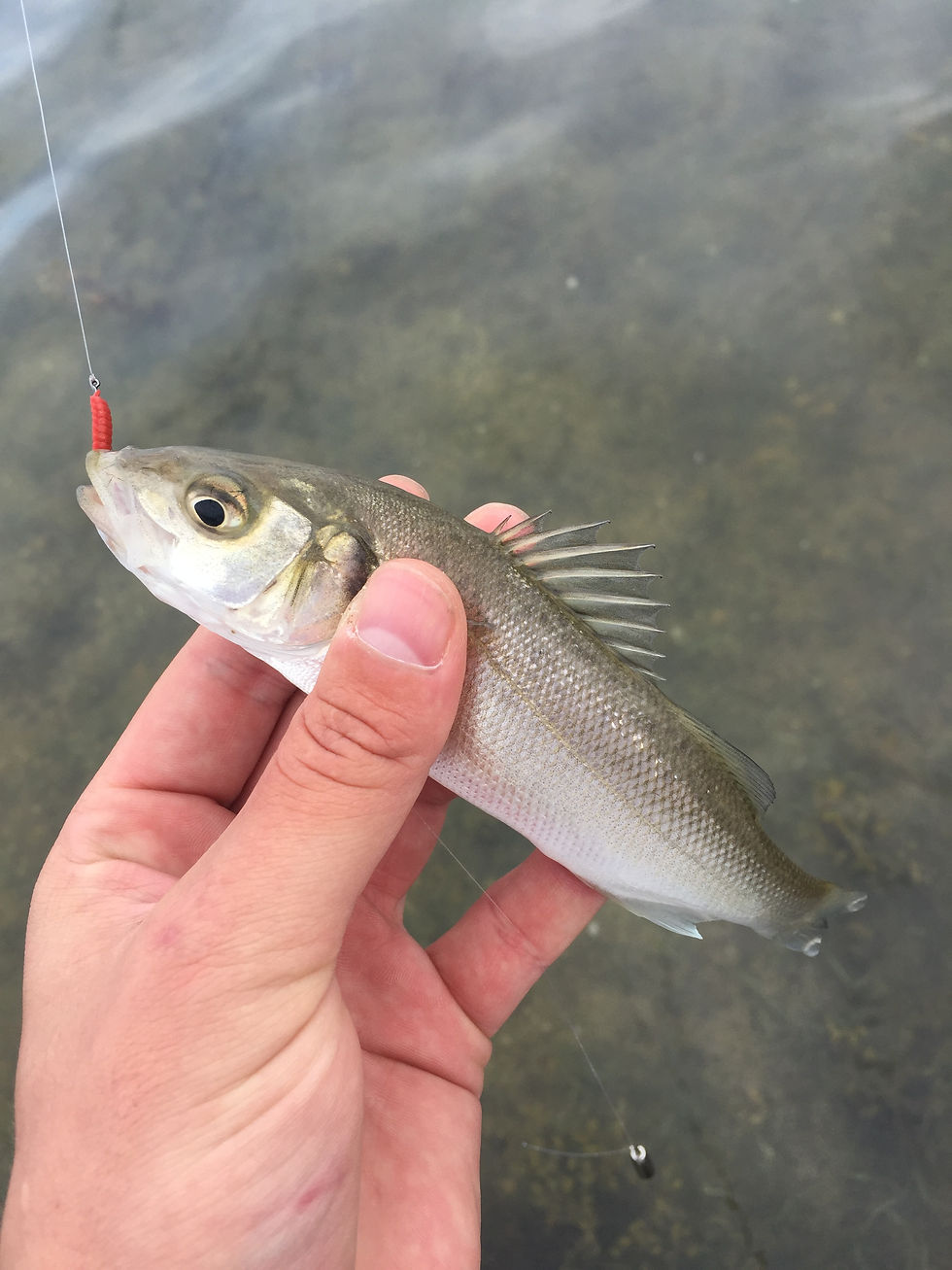 Bass