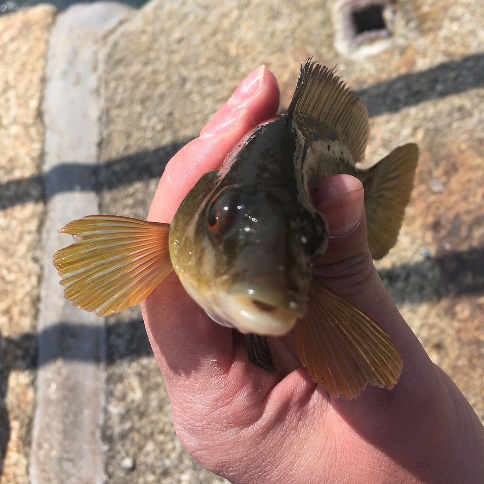 Ballan Wrasse