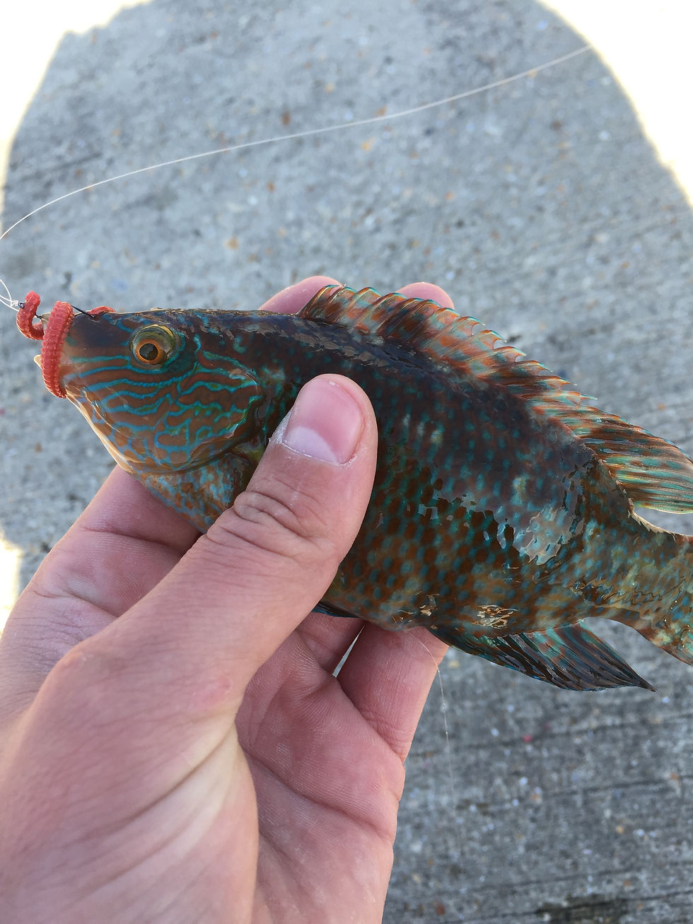 Corkwing Wrasse