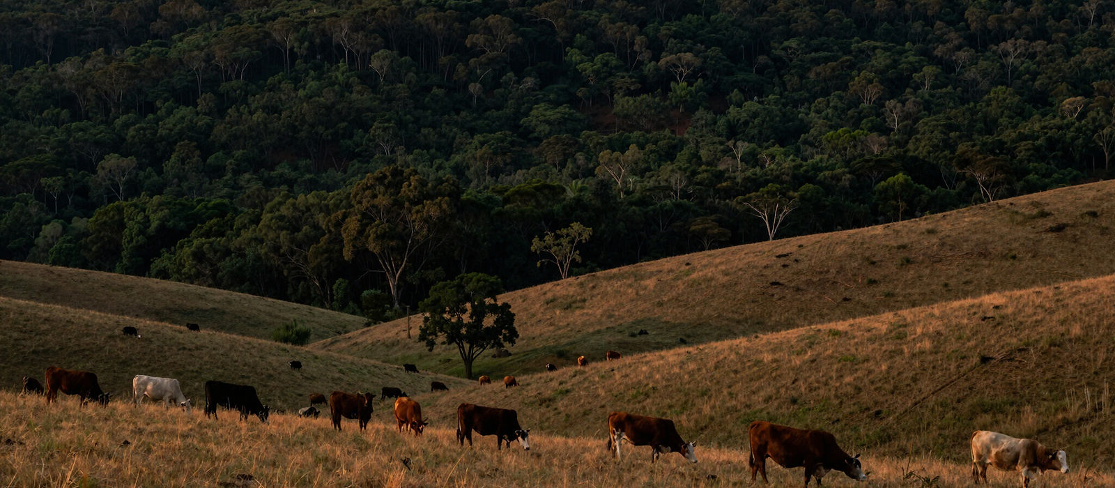 Cattle grazing on green hills