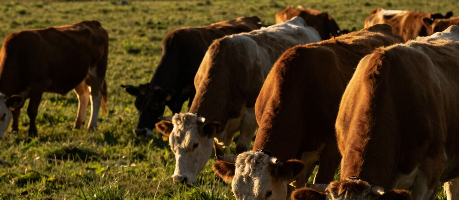 Cattle grazing on farm pasture
