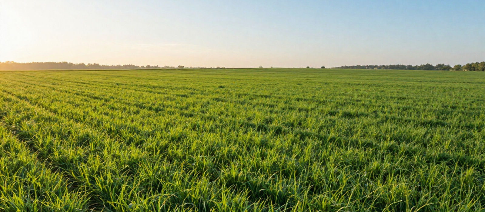 A vast field of green crops