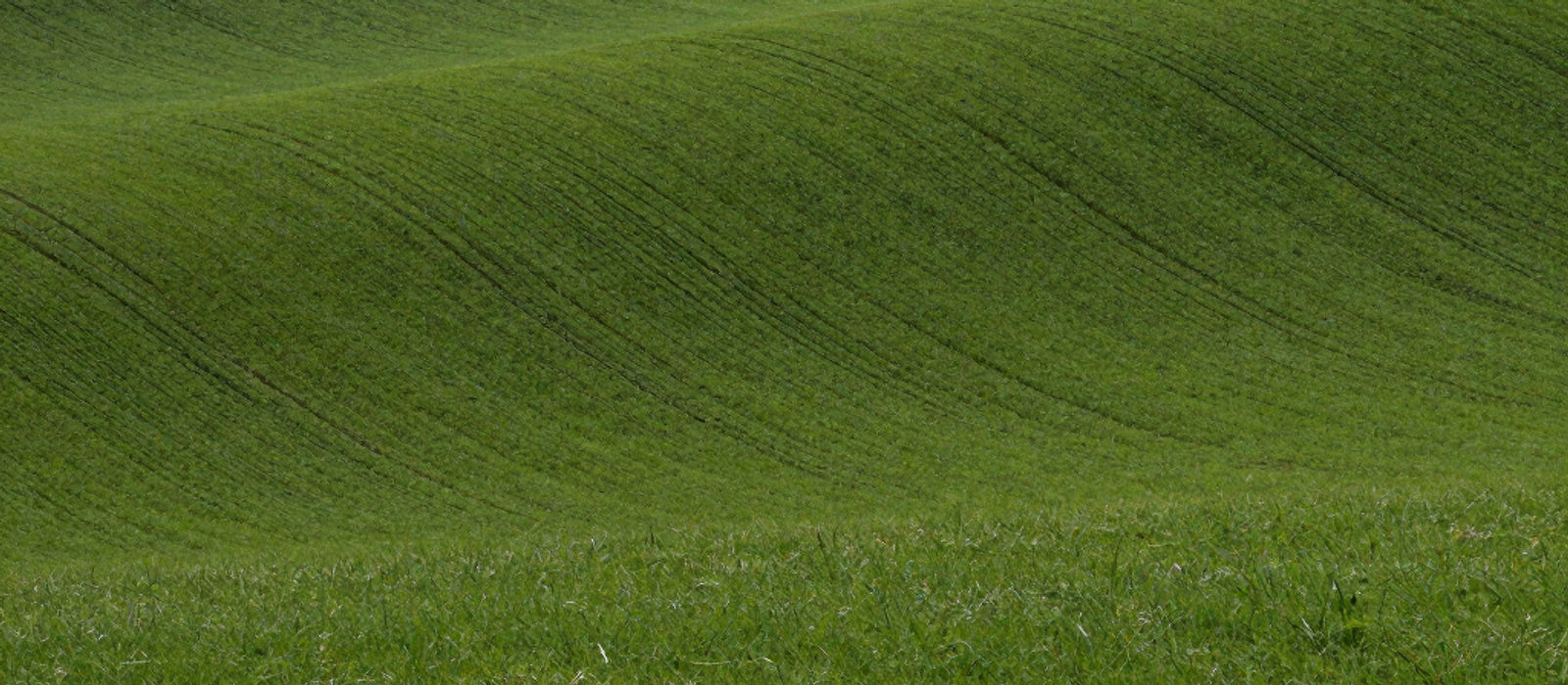 A smooth green paddock sloping away under soft light