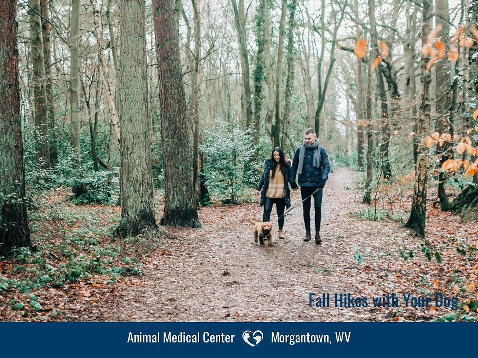 Muddy Boots: Six Fall Dog Hikes Around Morgantown — Including Two New Trail Systems