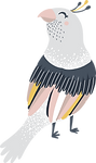 Bird