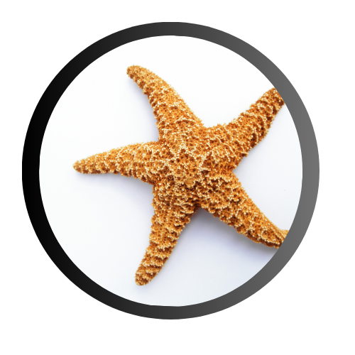 alle Dekorationen, Deko Atikel wie Weihnachten, Halloween, Deko für zuhause und mehr