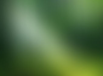 
Groupements Forestiers : 3 raisons pour investir