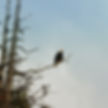 Victory Cove bald eagle