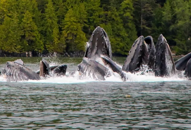 Victory Cove Seaside Cottages Northern British Columbia