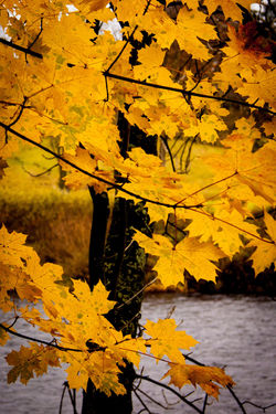 IMG1464 Riverside Autumn