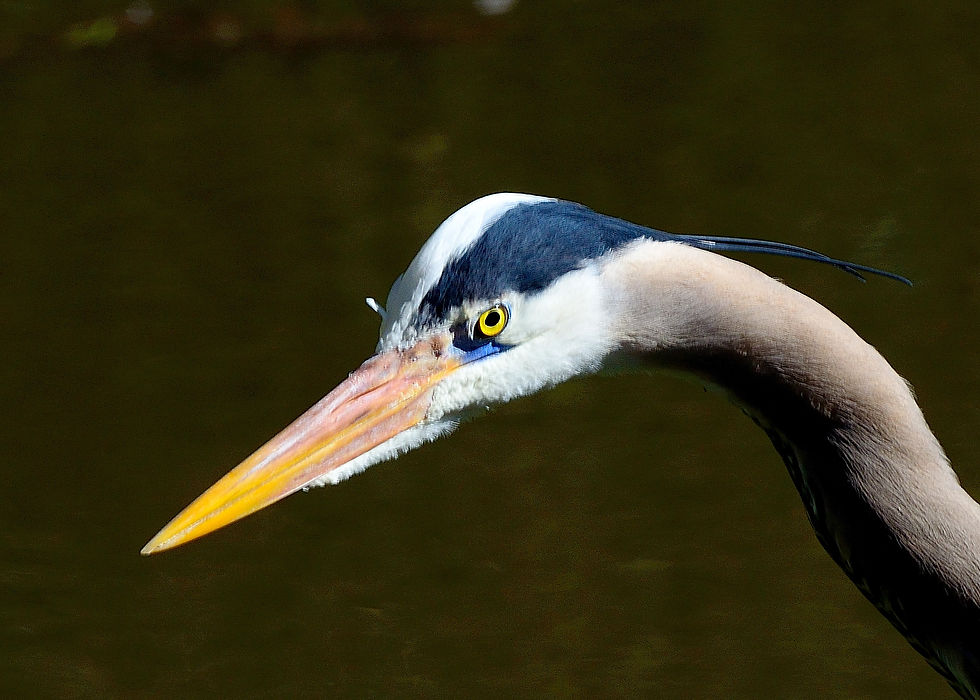 Heron, San Francisco 2016