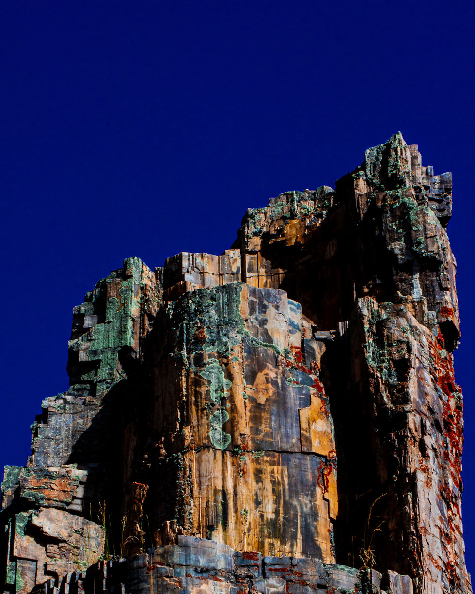 Petrified Tree, Yellowstone National Park, WY 2022