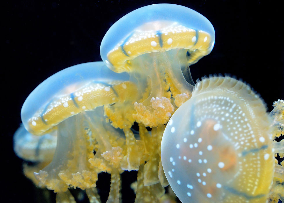 Jellyfish, San Francisco 2013