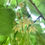 Thumbnail: Linden - Receptivity to love, Mother child relationship, Transgenerational work