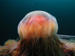 jellyfish of newfoundland