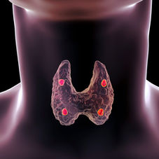 Parathyroid 101 - The Essential Gland You’ve Never Heard Of