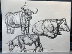 Lesson 5 Animals