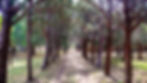 Camino pinar