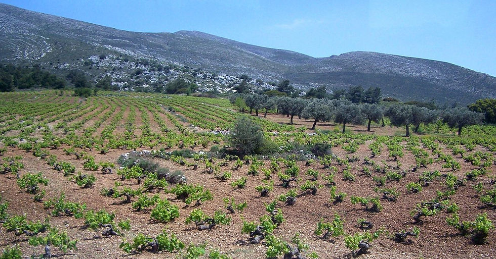 Κλήματα σε κύπελλο σε πετρώδες κόκκινο χώμα κάτω από ασβεστολιθικό βουνό στη Ρόδο, το νησί όπου το Αθήρι πρωταγωνιστεί στον λευκό ΠΟΠ