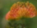 feather protea.jpg