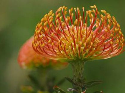 feather protea.jpg