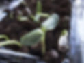 emerging seedling.jpg
