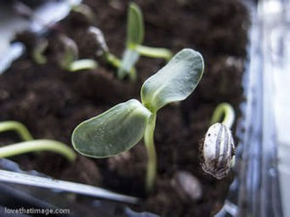 emerging seedling.jpg