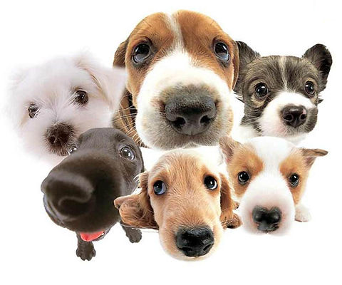 dogs noses.jpg