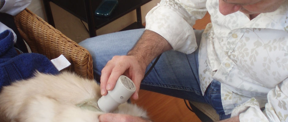 Feline Chiropractic