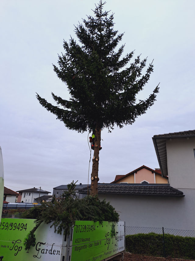 Baum abtragen