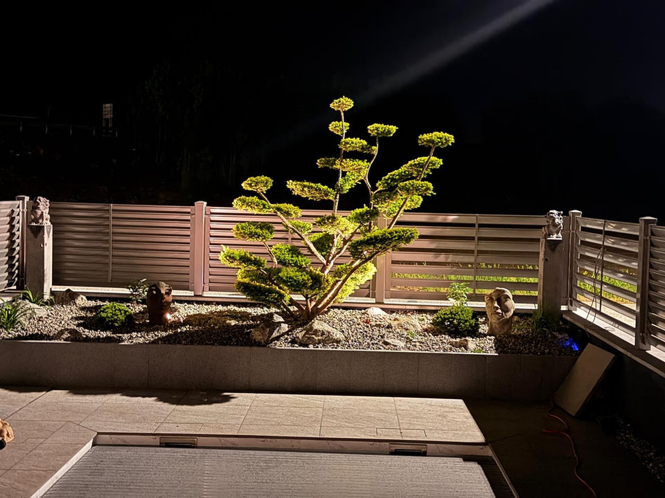 Bonsai