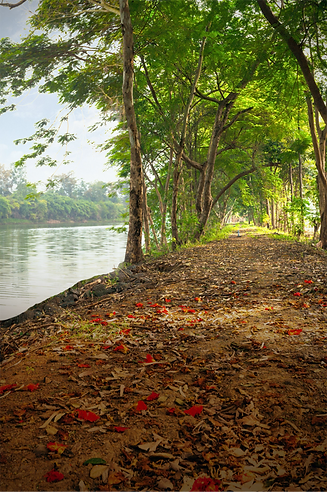 ABH Treeland Walkway Actual Image