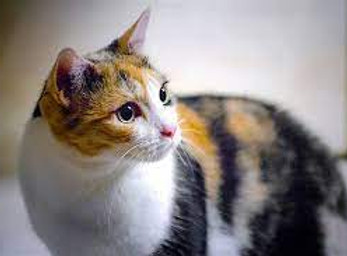 calico.jpg